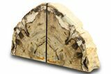 Tall, Colorful Petrified Wood Bookends - Washington #274849-1